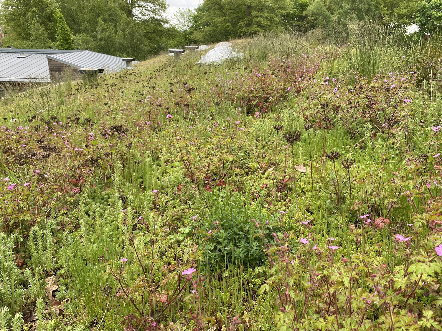 green roof